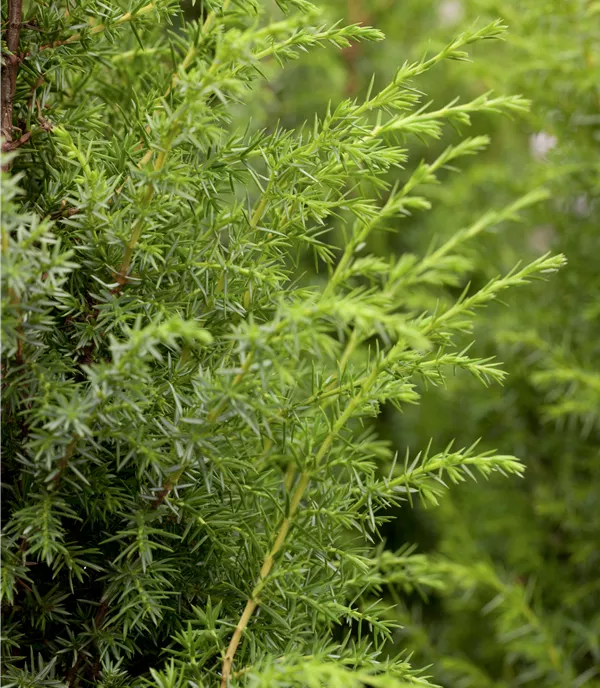 Juniperus communis