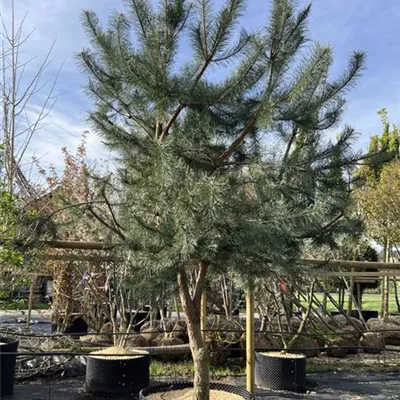 Hochstamm 2750 - Kiefer - Pinus sylvestris - Collection