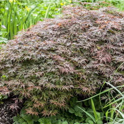 C 3 25- 30 - Dunkelroter Schlitzahorn 'Garnet' - Acer palmatum 'Garnet' - Collection