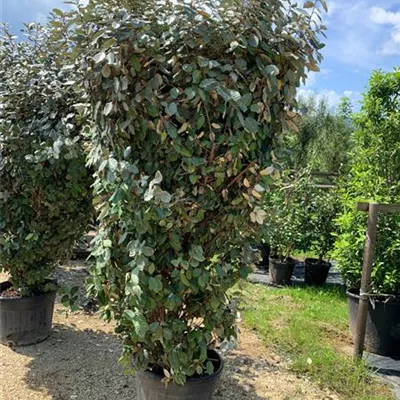 Solitär 175-200 HP24-1005 386 - Wintergrüne Ölweide - Elaeagnus x ebbingei - Collection