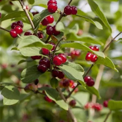 Container 70 - 80 - Rote Heckenkirsche - Lonicera xylosteum