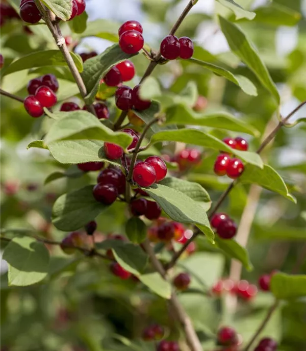 Lonicera xylosteum