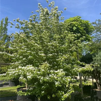 Solitär HP23-755 - Jap.Blumen Hartriegel 'China Girl' - Cornus kousa chinensis 'China Girl' - Collection