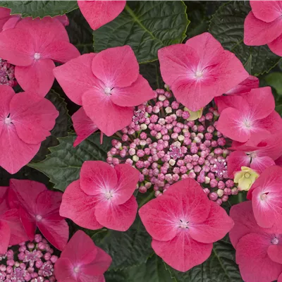 C 3 - Bauernhortensie 'Kardinal' - Hydrangea m. 'Kardinal' - Collection