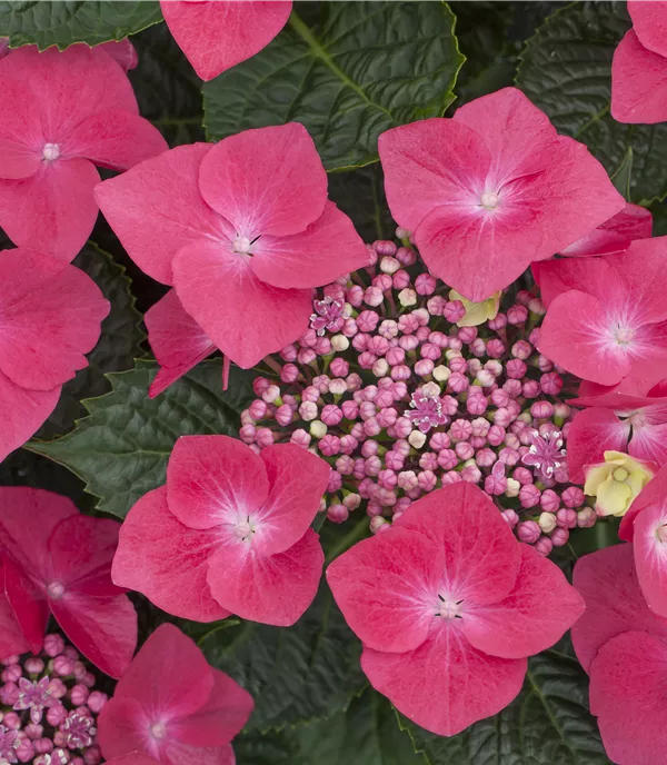 Hydrangea m. 'Kardinal' - Collection