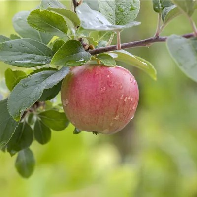 ha 3xv mDb 10- 12 - Zwergapfel 'Ladina' -S- - Malus 'Ladina' -S- CAC - Collection