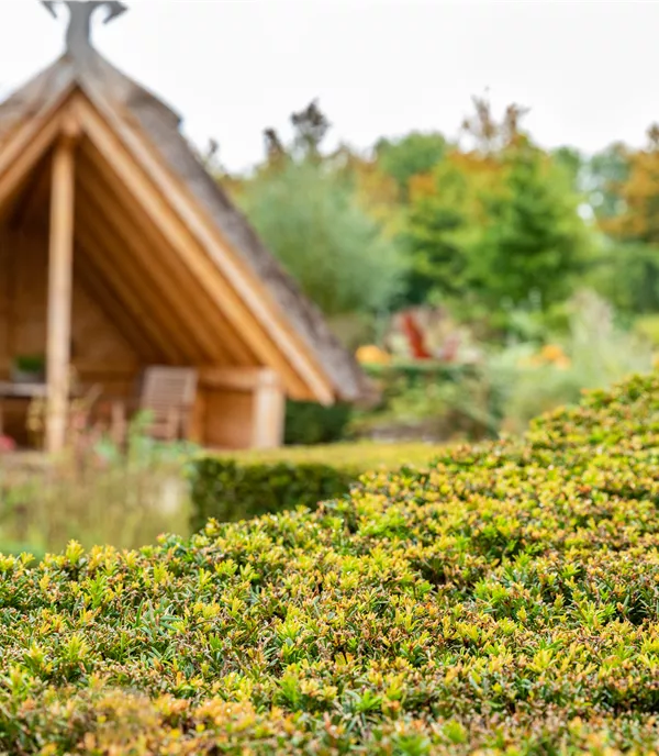 Pflanzen als Sichtschutz: Ideen für Garten, Terrasse & Balkon