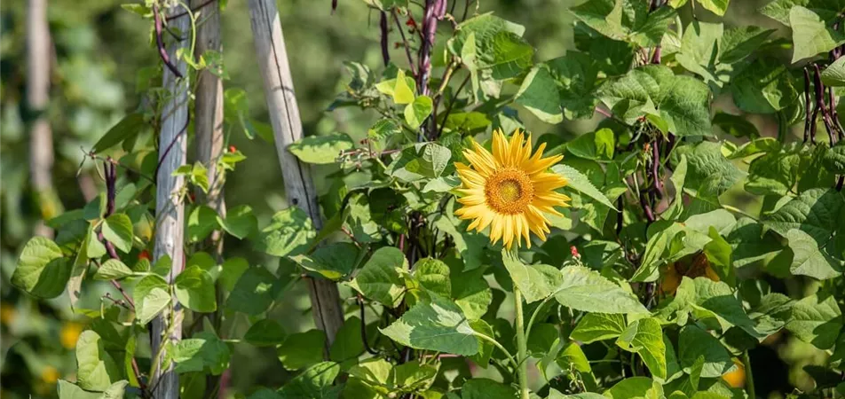 Sonnenblumen als Sichtschutz