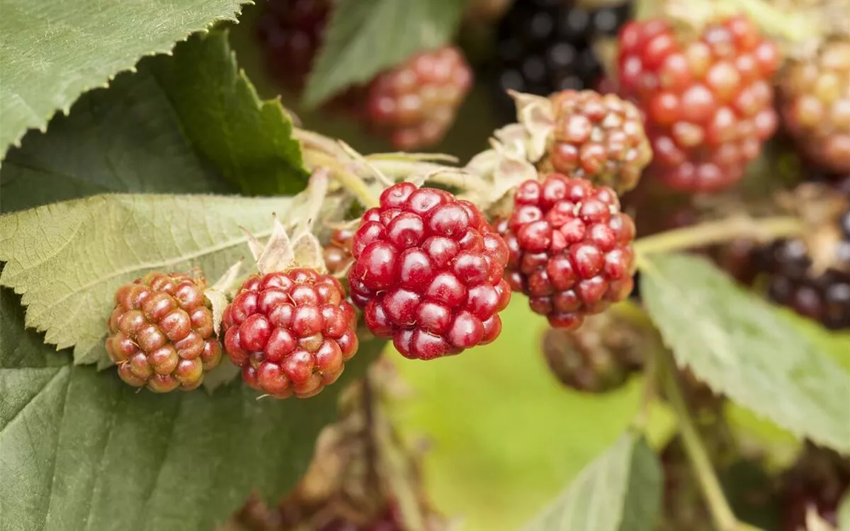 Reifende Brombeeren Sichtschutz