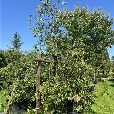 Solitär HP24-530 940 - Häng.Nelkenkirsche 'Kiku-shidare-zakura' - Prunus serrulata 'Kiku-shidare-zakura' - Collection