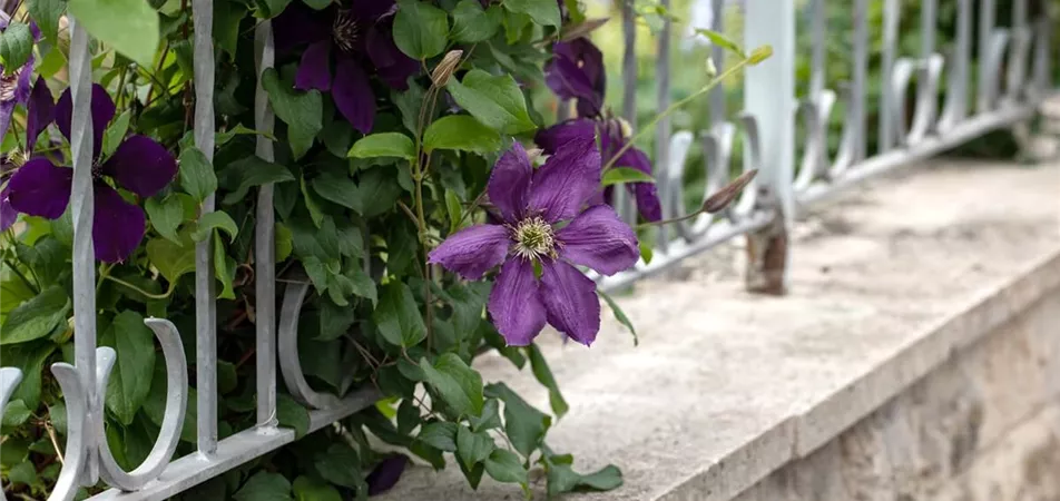 Schattenspender Clematis