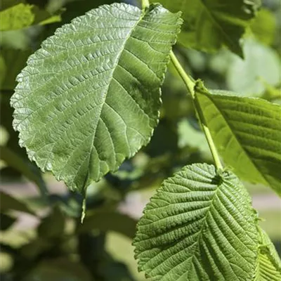 Halbstamm im Container mit Stammumfang 8 - 10cm - Hängemaulbeerbaum - Morus alba 'Pendula'