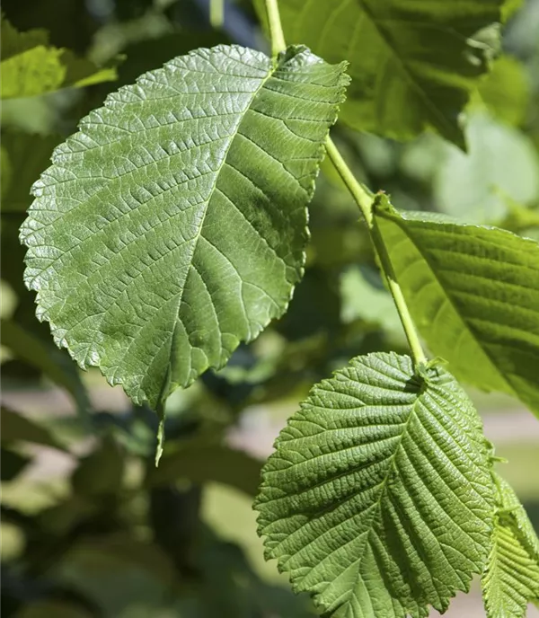 Morus alba 'Pendula'