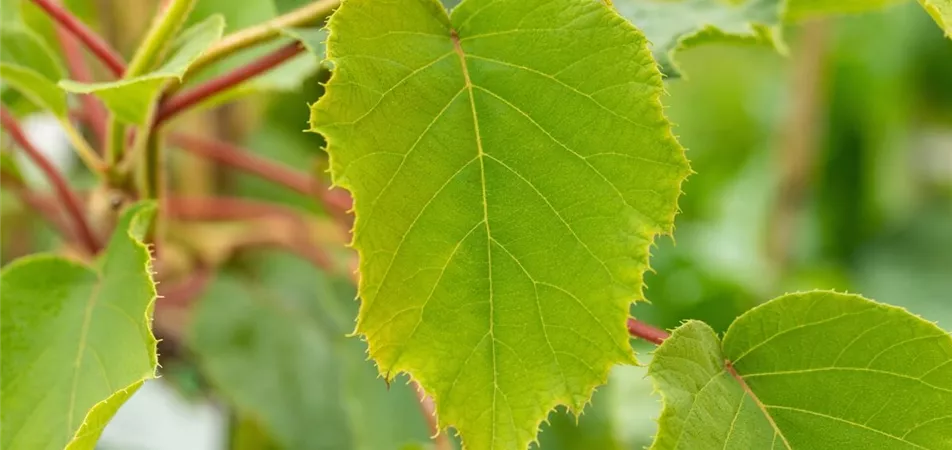 Kiwi als Sonnenschutz-Pflanze