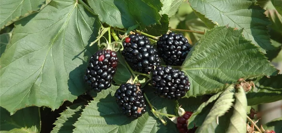 Brombeeren als Sonnenschutz-Pflanzen