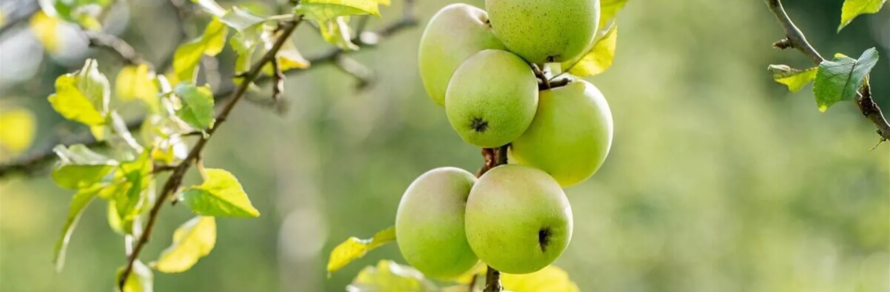 Wann sollte man den Apfelbaum schneiden