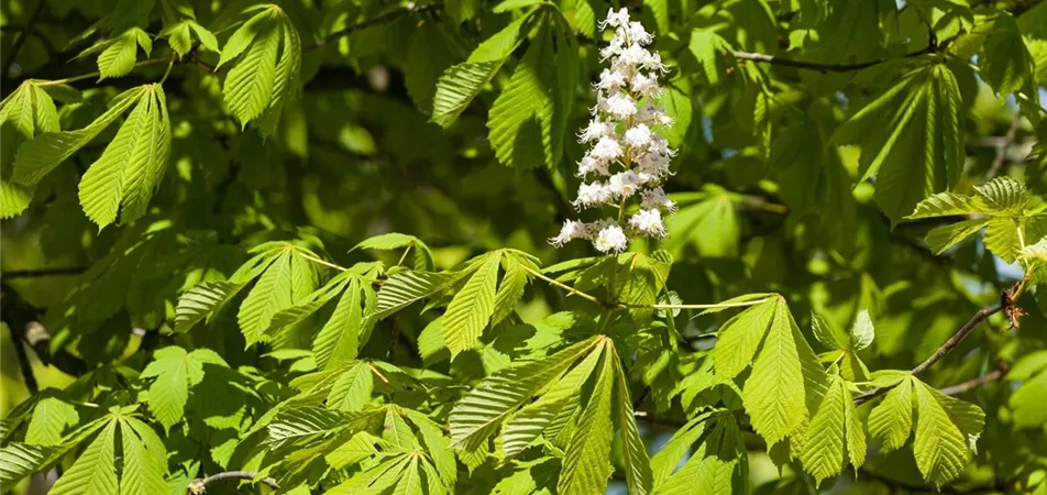 Gefülltblühende Rosskastanie als Allee-Baum