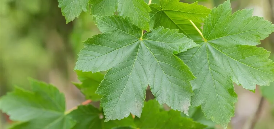 Bergahorn Alleebäume