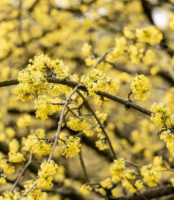 Heimische Sträucher: 10 heimische Gehölze für den Garten