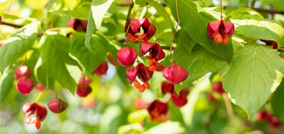 Gewöhnliches Pfaffenhütchen als heimisches Gehölz