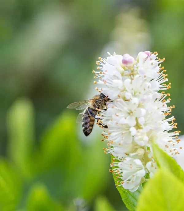 Bienenfreundliche Pflanzen: Ideen & Inspiration