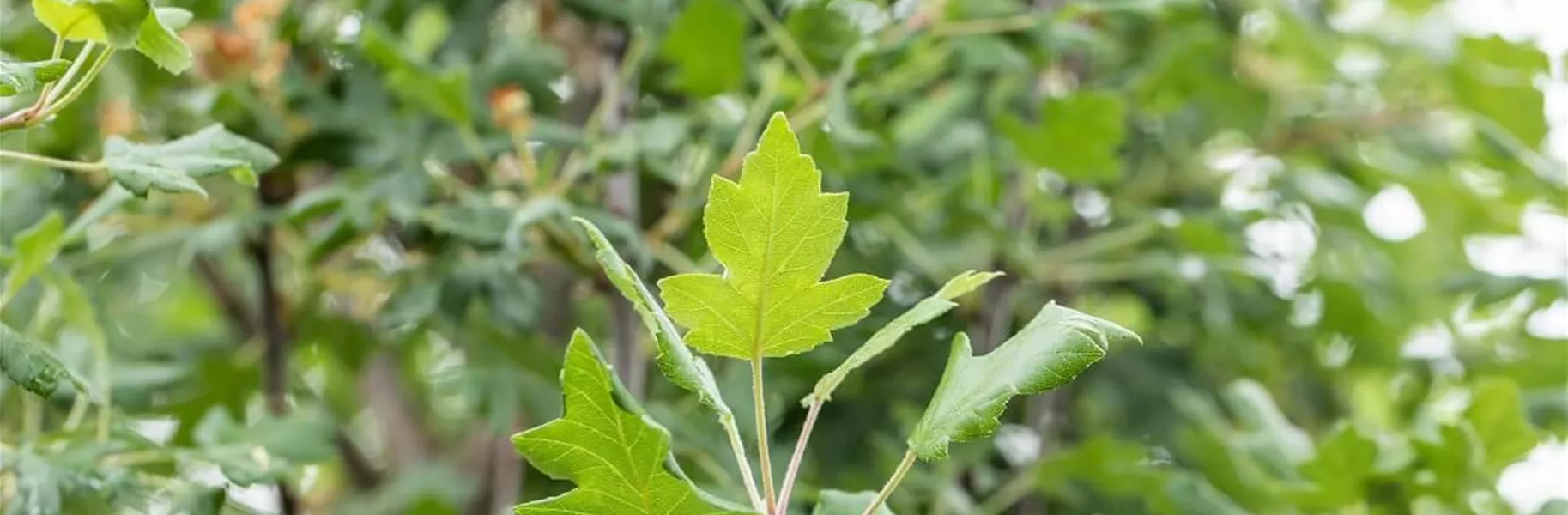 Pflanzschnitt beim Apfelbaum