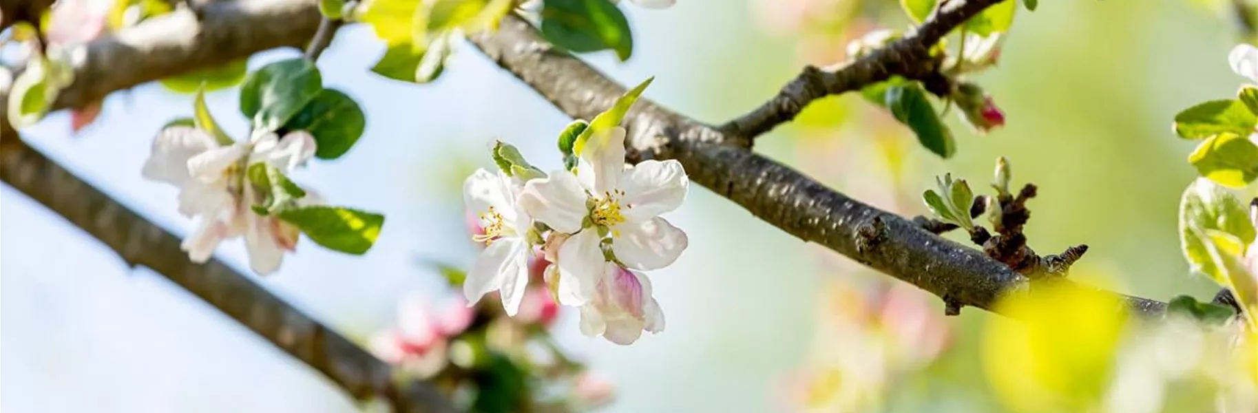 Verjüngungsschnitt beim Apfelbaum