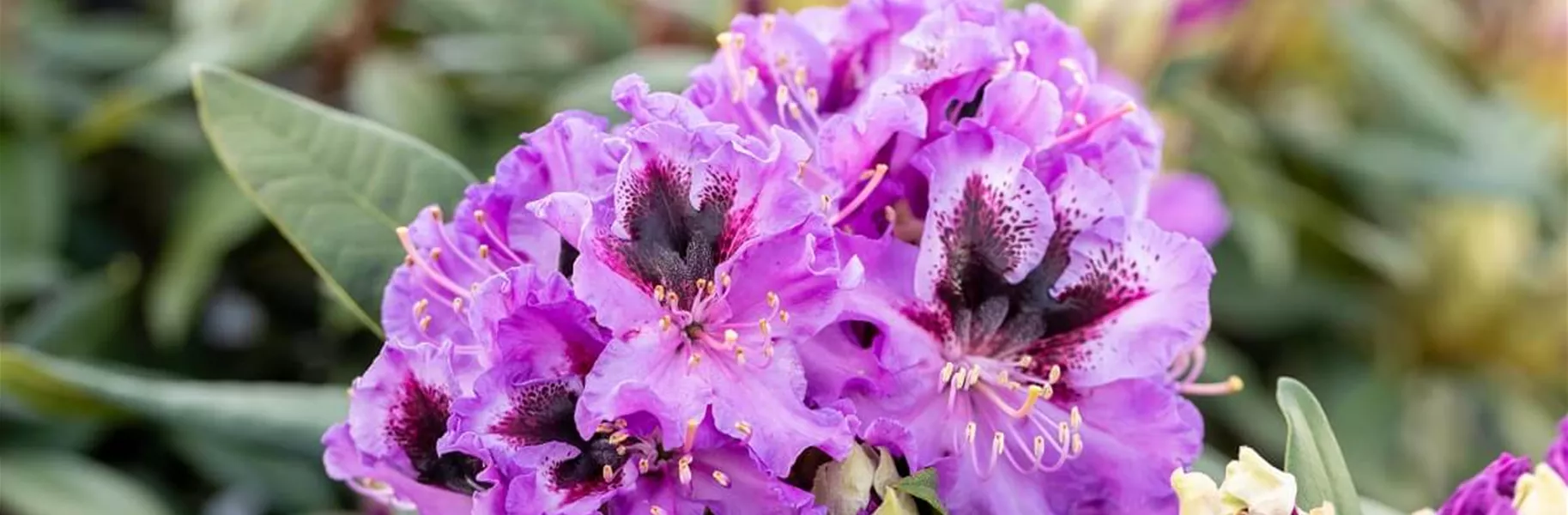 Rhododendron-Standort