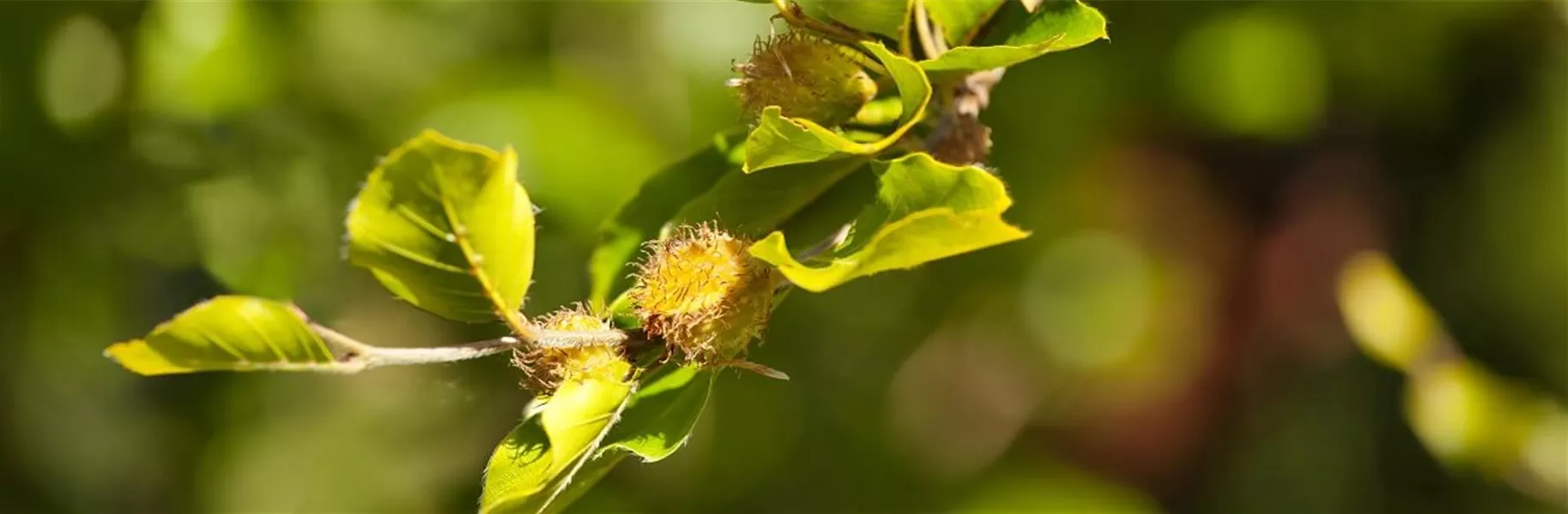 Rotbuche-Frucht