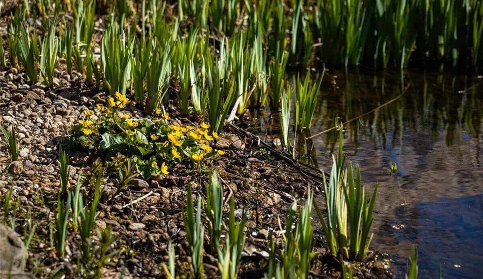 Blumen-Stauden-Staunaesse.jpg