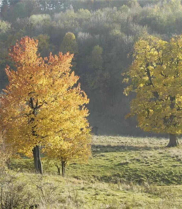 12 Klimabäume (Ideen) für Städte, Kommunen & Gärten