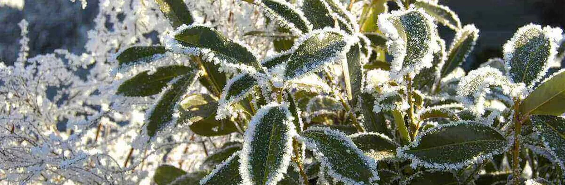 Portugiesischer Kirschlorbeer ist winterhart