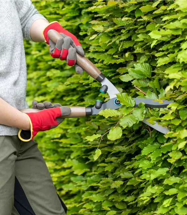 Hecke schneiden: Anleitung & Tipps (inkl. Video)