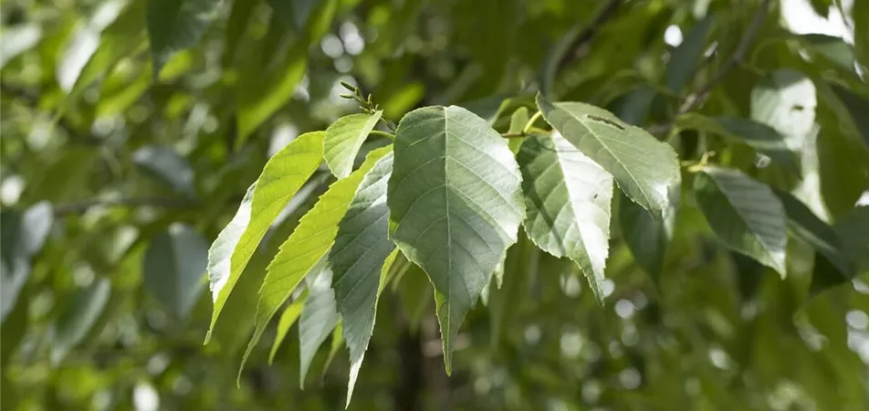 Purpur-Erle als Klimabaum für den Garten