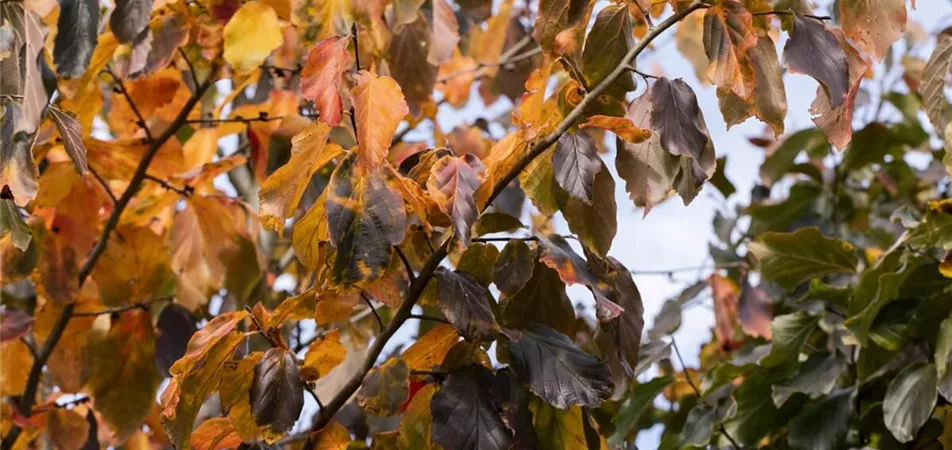 Eisenholzbaum als Klimabaum