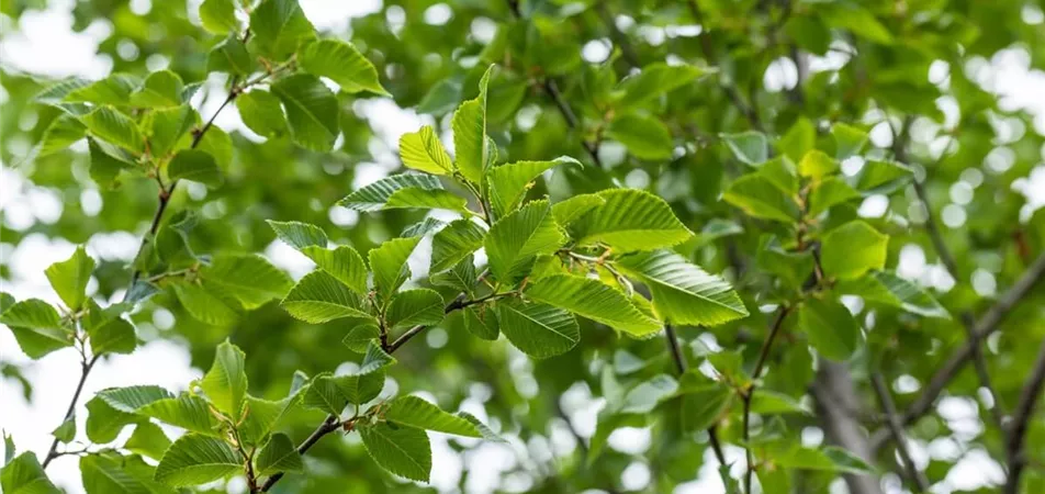 Hopfenbuche Klimabaumfür den Garten