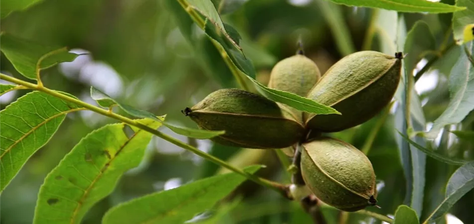 Pekannussbaum als Klimabaum