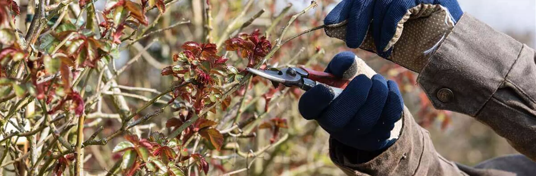 Rosen richtig schneiden mit Werkzeug