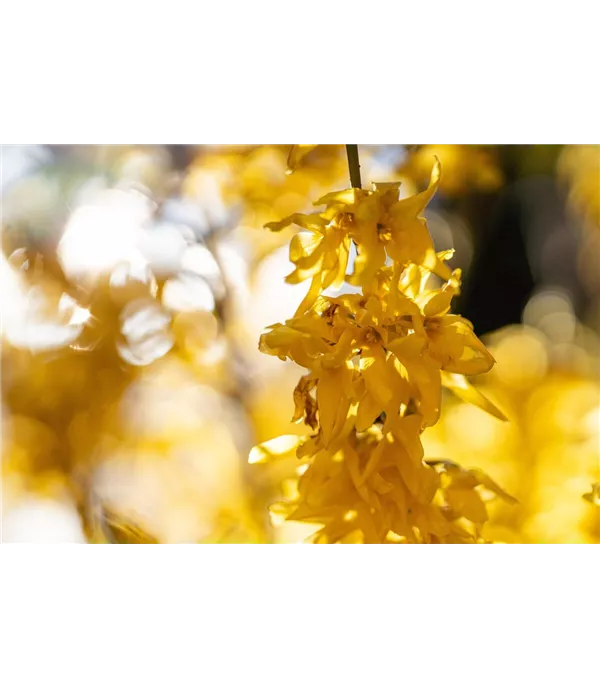 Forsythie richtig pflanzen (mit Video) Bauer Baumschulen