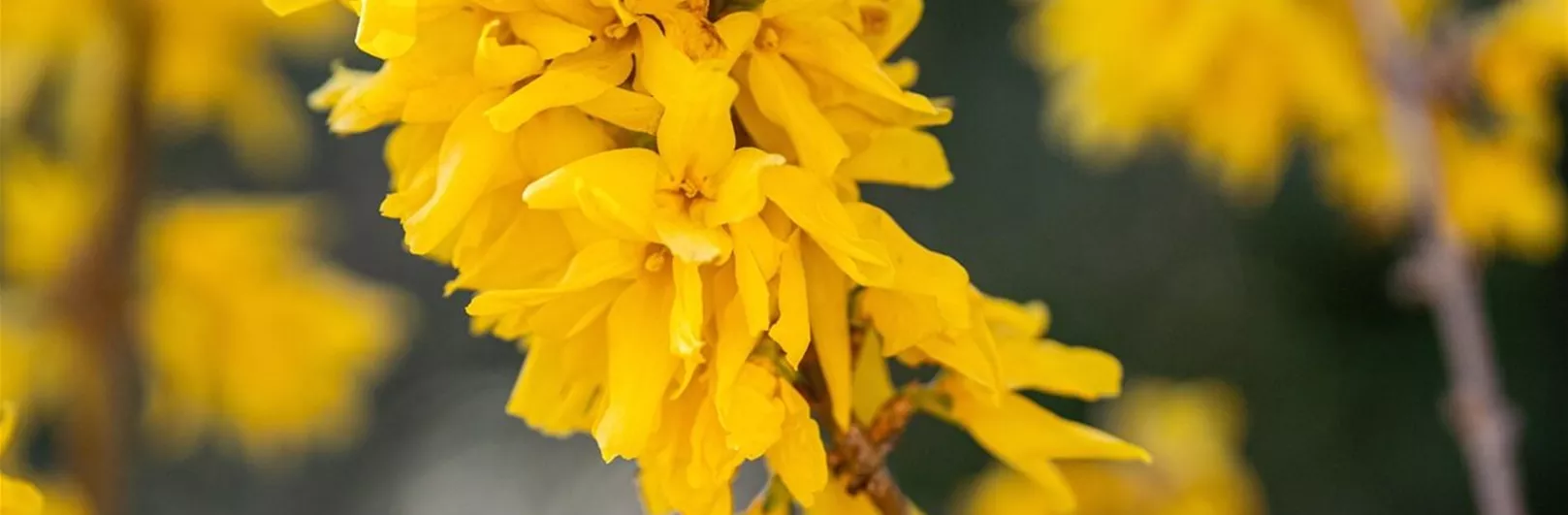 Was-sind-Forsythien.jpg