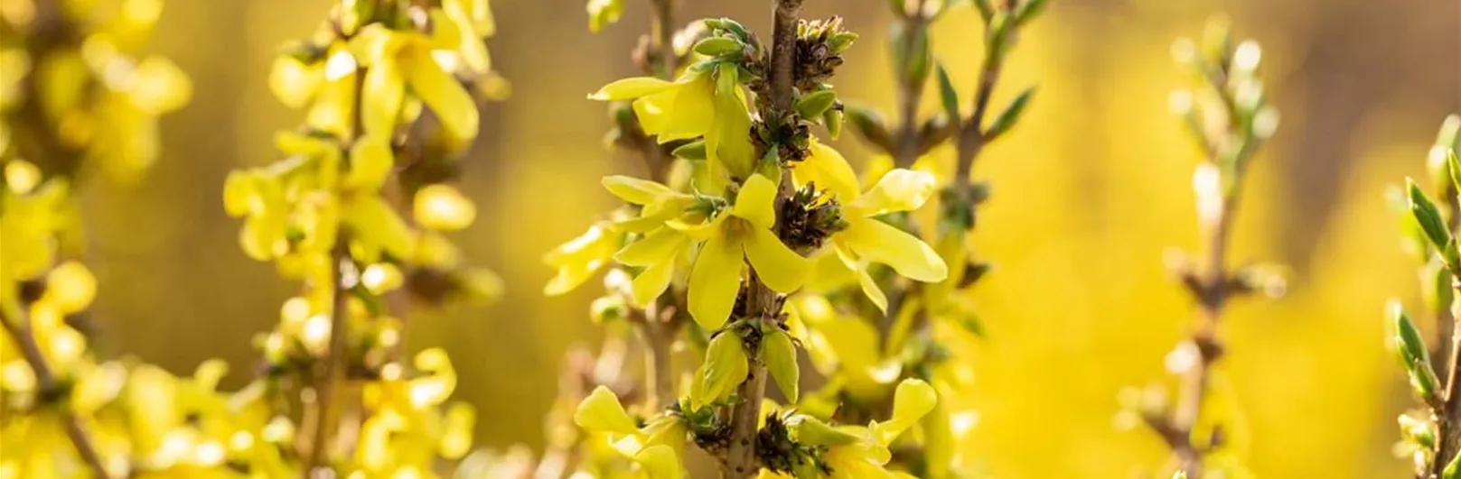 Forsythien-pflegen.jpg