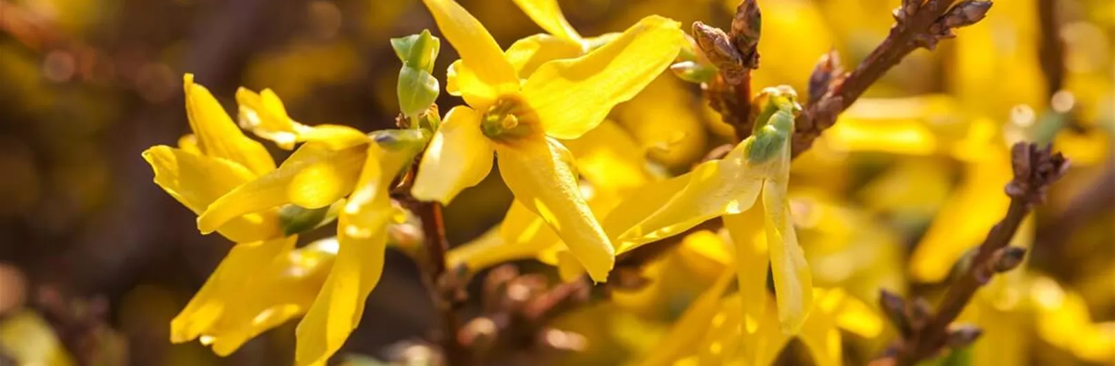 Forsythien-schneiden.jpg