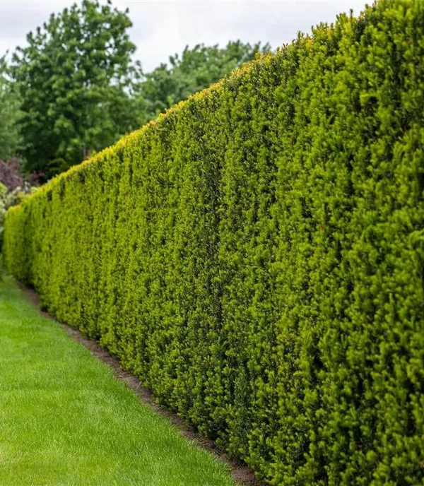 Eiben-Hecke pflanzen: Anleitung und Tipps (mit Video)