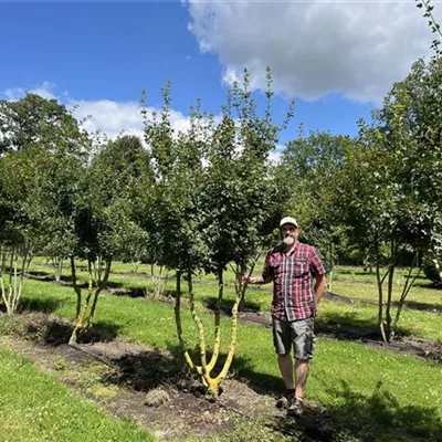 Schirmform 100-150 x 250-300 24-A40 2090 - Französischer Ahorn - Acer monspessulanum - Collection