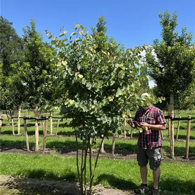 Schirmform 250-300 24-A44 1790 - Gemeiner Judasbaum - Cercis siliquastrum - Collection