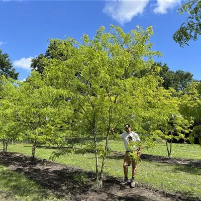 mehrstämmig 200-300 x 400-500 24-A16 4050 - Lederhülsenbaum 'Skyline' - Gleditsia triacanthos 'Skyline' - Collection