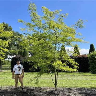 mehrstämmig 200-300 x 400-500 - Lederhülsenbaum 'Sunburst' - Gleditsia triacanthos 'Sunburst' - Collection