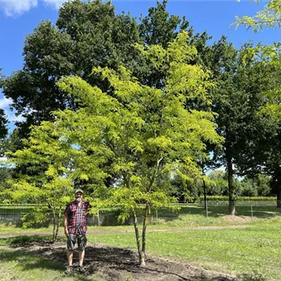 mehrstämmig 200-300 x 600-700 24-A15 5550 - Lederhülsenbaum 'Sunburst' - Gleditsia triacanthos 'Sunburst' - Collection