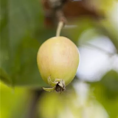 im Container 80 - 100 - Zierapfel - Malus 'John Downie'