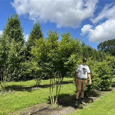 Schirmform 200-250 24-A17 2090 - Chinesische Kräuselmyrte 'Muskogee' - Lagerstroemia indica 'Muskogee' - Collection